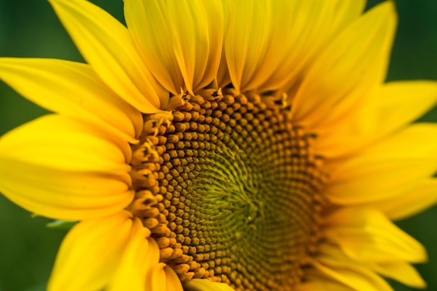 Campo de girassóis de girassóis florescendo em um fundo pôr do solpaisagem de verão Girassóis amarelos brilhantes e solFeche de girassol contra um campo