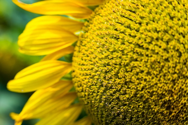 Campo de girassóis de girassóis florescendo em um fundo pôr do solpaisagem de verão Girassóis amarelos brilhantes e solFeche de girassol contra um campo