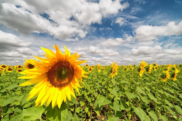 Campo de girassóis e céu com nuvens