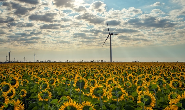 Campo de girassóis e turbinas eólicas funcionando, energia ecológica do moinho de vento por dia