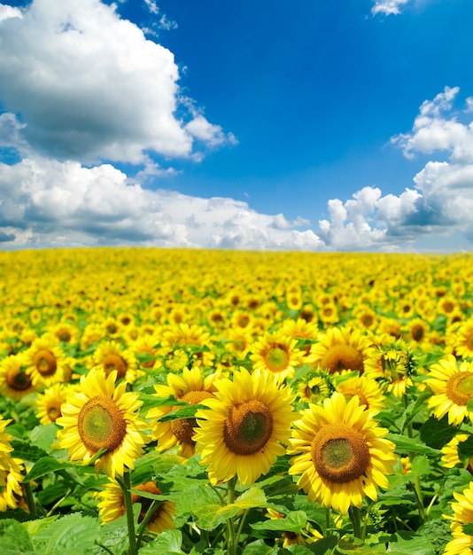 Foto campo de girassóis em céu azul nublado