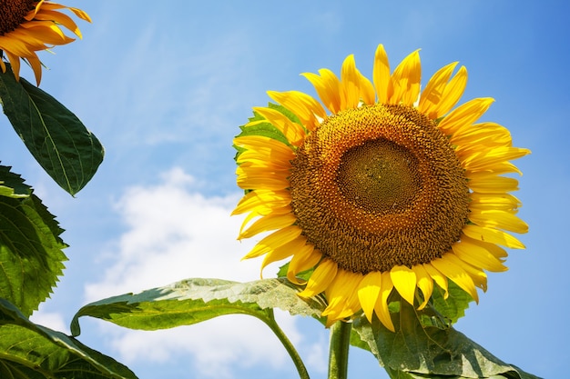 Campo de girassóis em dia de verão