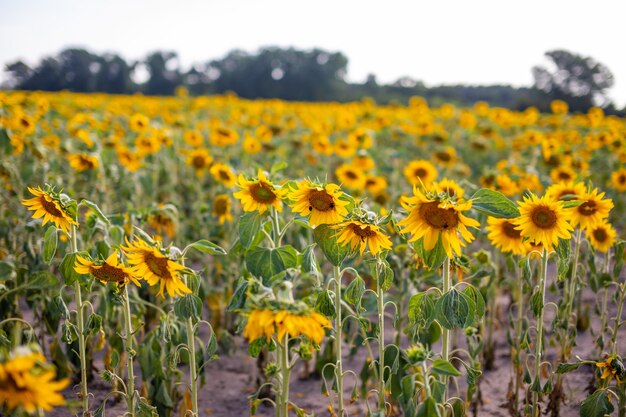 Campo de girassóis em flor no verão na República Tcheca