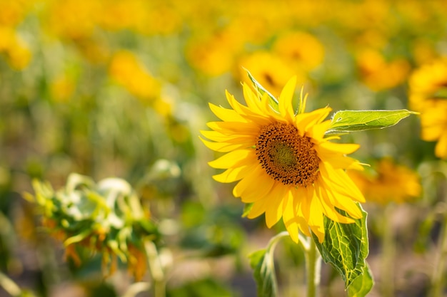 Campo de girassóis em flor no verão na república tcheca