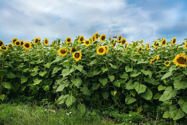 Campo de girassóis em flor no verão