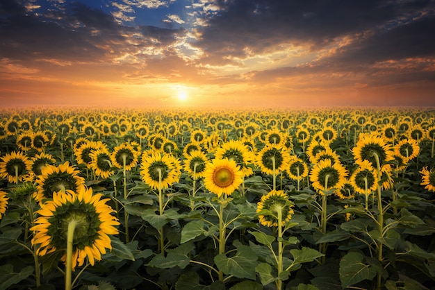 Campo de girassóis florescendo em um fundo por do sol