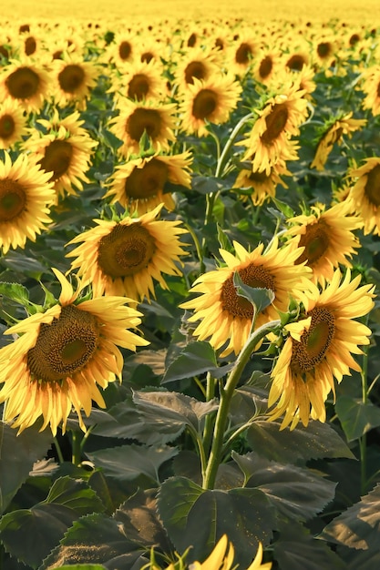 Campo de girassóis florescendo em um pôr do sol de fundo