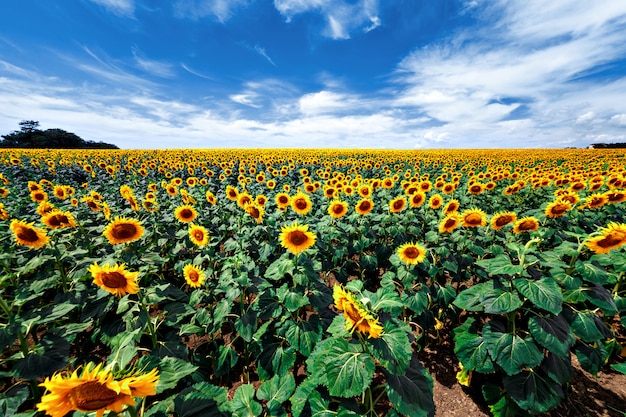 Campo de girassóis florescendo