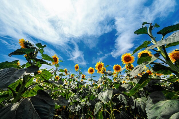 Campo de girassóis florescendo