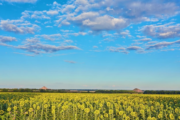 Campo de girassóis florescendo