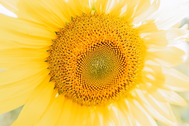 Campo de girassóis florescendo