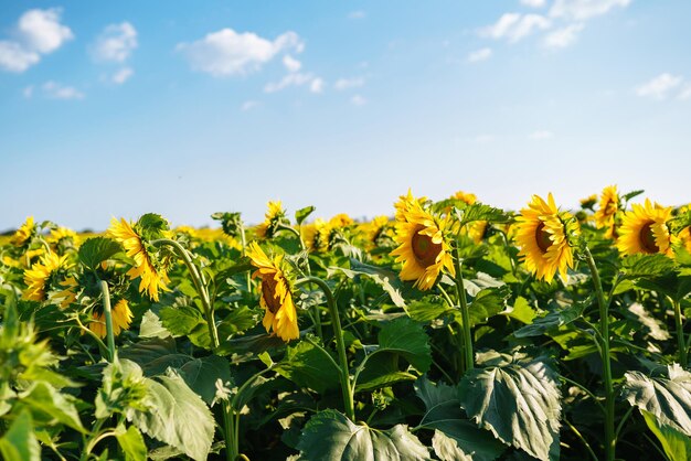 Campo de girassóis florescentes Fundo floral orgânico e natural Agrícola em um dia ensolarado