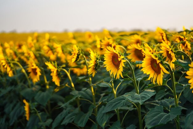 Campo de girassóis florescentes fundo floral orgânico e natural agrícola em um dia ensolarado