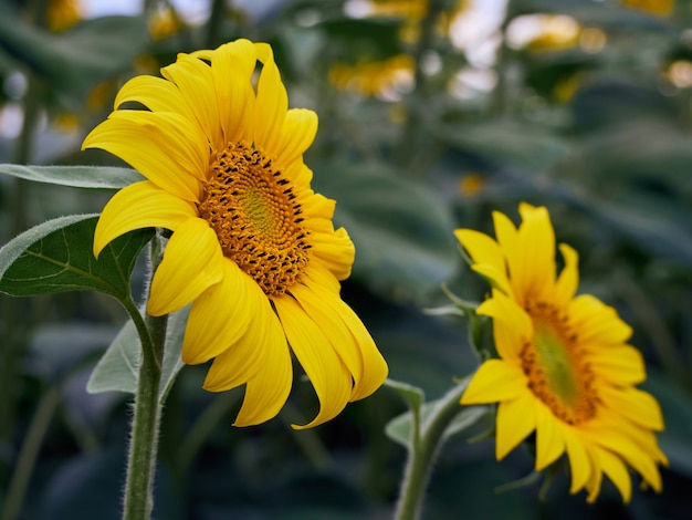 Campo de girassóis Helianthus