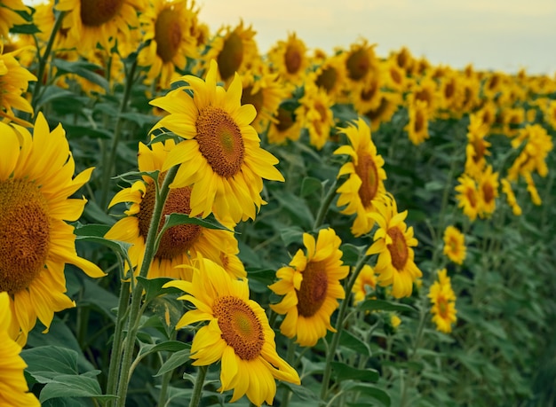 Campo de girassóis (Helianthus)