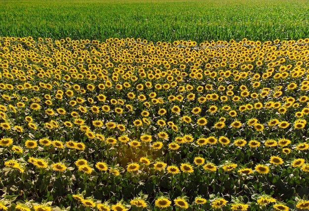 Campo de girassóis maduros Vista aérea