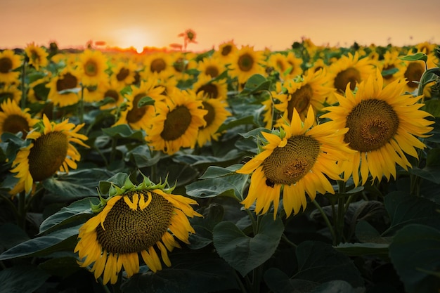 Campo de girassóis na hora do pôr do sol de verão fecha na flor