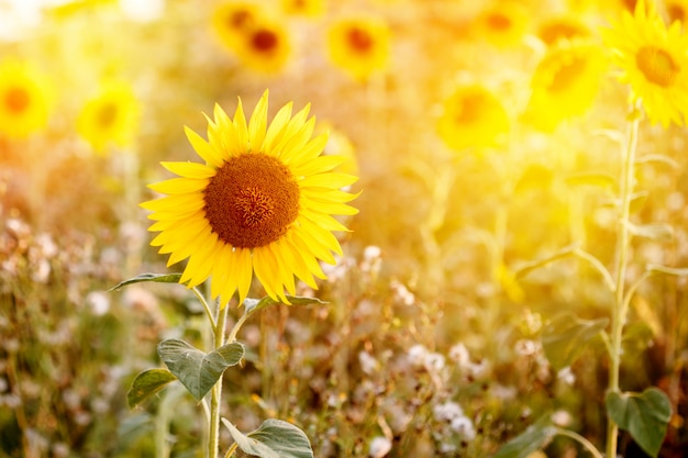 Campo de girassóis na luz do sol