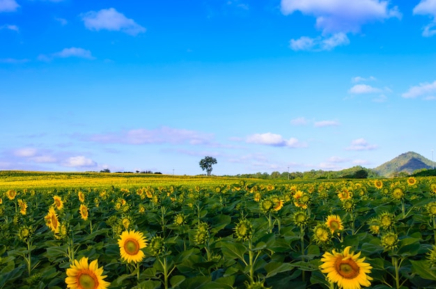 Foto campo de girassóis no céu