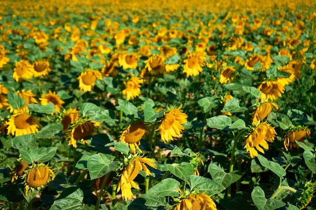 Campo de girassóis no dia de verão