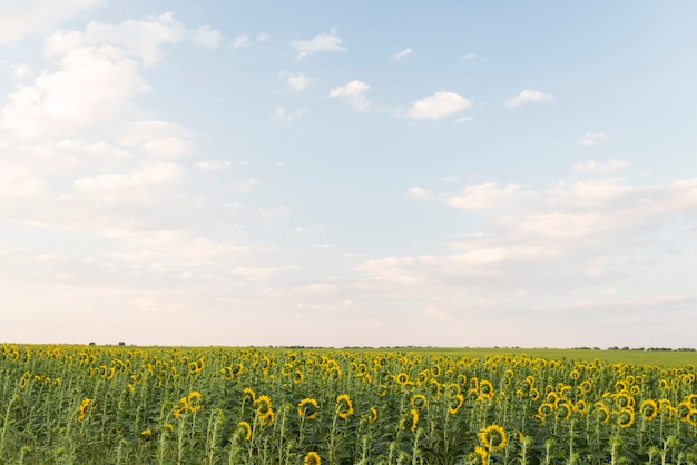 Foto campo de girassóis plantas com céu azul no verão