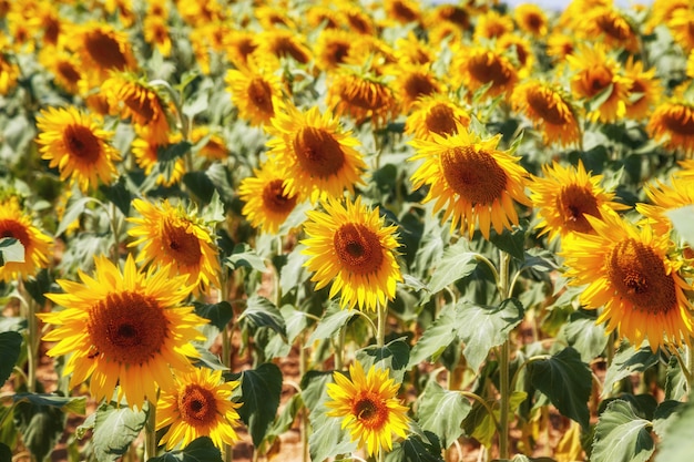 Campo de girassóis provence frança