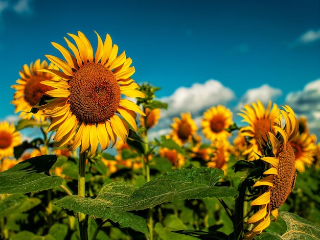 Campo de girassóis sob o sol dourado do verão