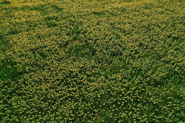 Campo de girassóis Vista aérea de campos agrícolas de flores de oleaginosas Vista superior Fundo natural de verão