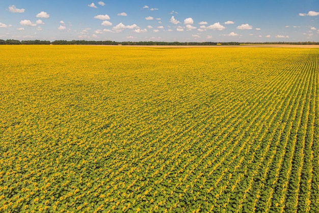 Campo de girassóis Vista aérea de campos agrícolas florescendo oleaginosas