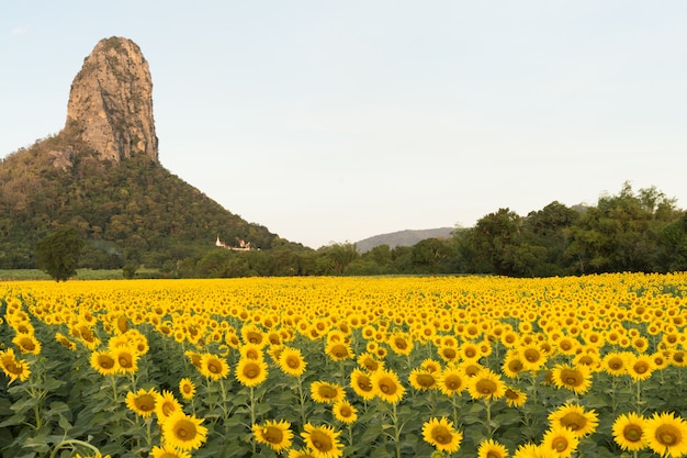 Foto campo de girassóis