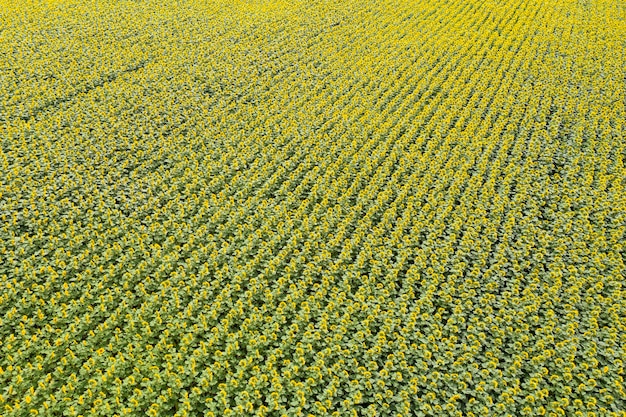 campo de girassol agricultura vista de cima