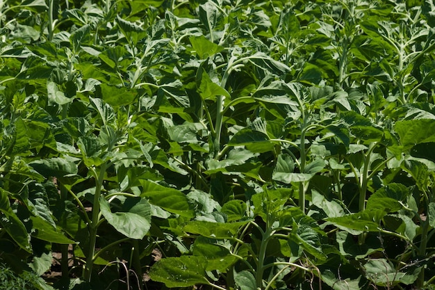 Campo de girassol antes da floração.