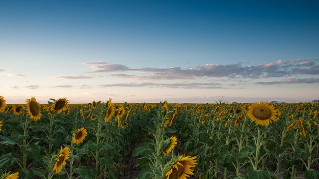 Campo de girassol ao pôr do sol no Colorado.