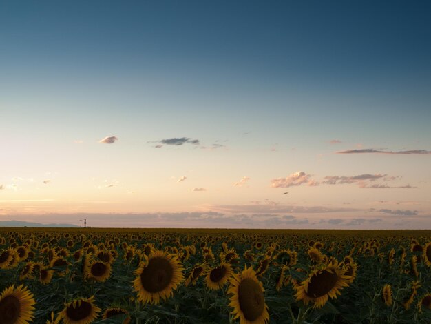 Campo de girassol ao pôr do sol no Colorado.