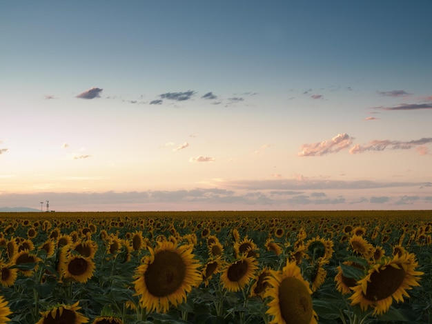 Campo de girassol ao pôr do sol no Colorado.