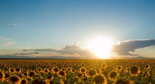 Campo de girassol ao pôr do sol no Colorado.