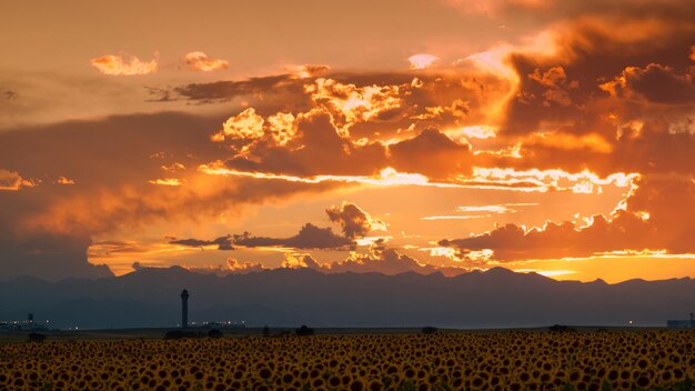 Campo de girassol ao pôr do sol no Colorado.