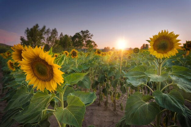 Campo de girassol ao pôr do sol