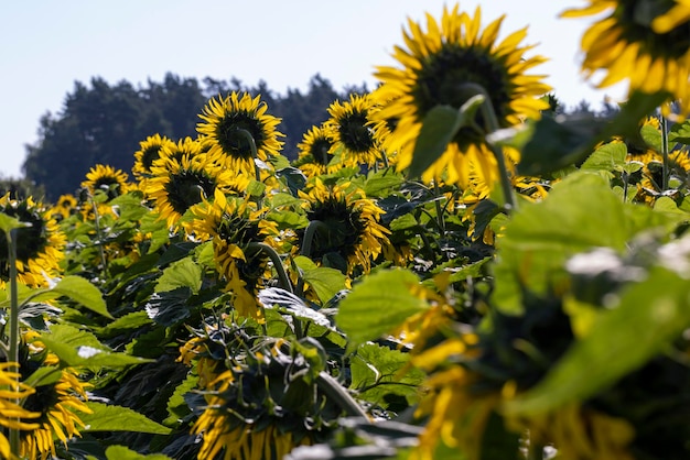 Campo de girassol com flores amarelas e abelhas Polinização de campos de girassols por abelhas no verão