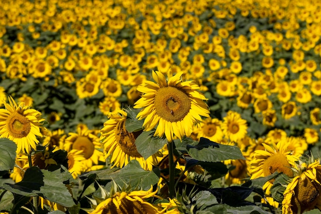 Campo de girassol com flores e abelhas