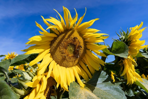 Campo de girassol com flores e abelhas