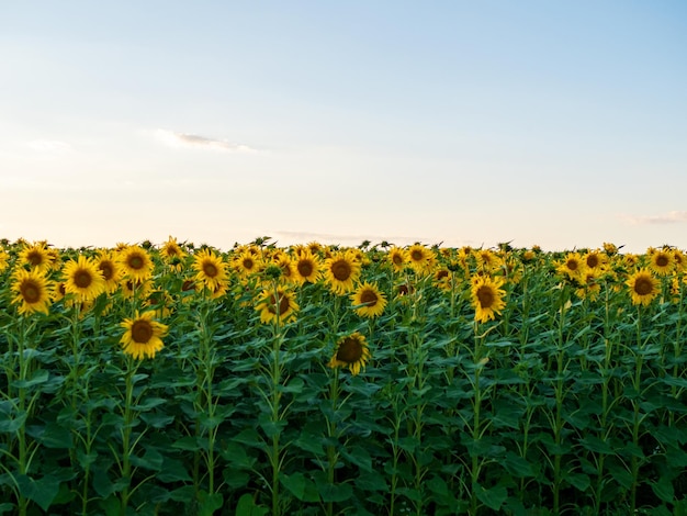 Campo de girassol e céu azul ao pôr do sol