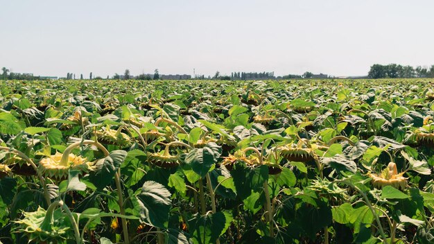 Campo de girassol em um dia ensolarado Colheita Conceito de crise alimentar Benefícios das oleaginosas para a nutrição humana Nutrição para melhor pele e cabelo