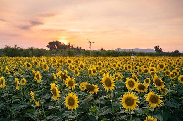 Campo de girassol florescendo em plantação à noite