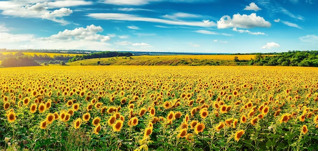 Campo de girassol florescendo