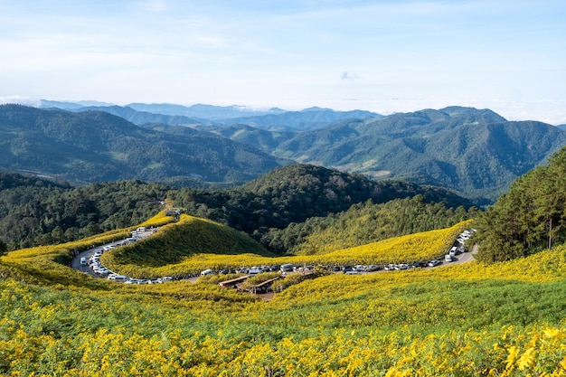 Campo de girassol mexicano em Tung Bua Tong Mae Hong Son Tailândia