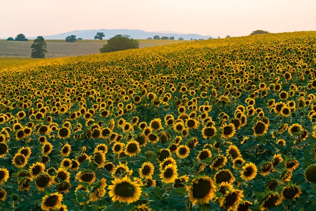 Campo de girassol na hora do pôr do sol