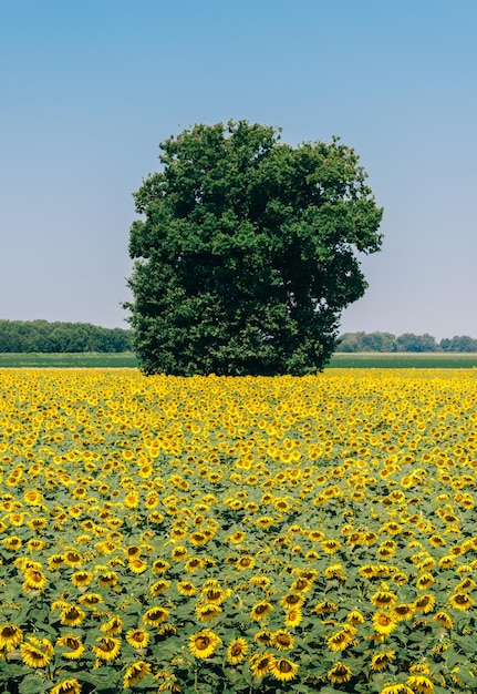 Campo de girassol na Lombardia rural Itália com céu azul