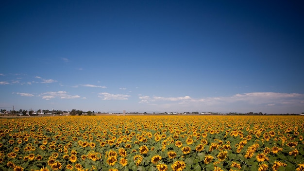 Campo de girassol no Colorado.