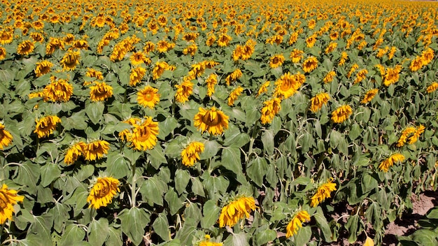 Campo de girassol no Colorado.